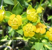 Euphorbia spinosa Linné, 1753 - Dornige Wolfsmilch, trnovita mlječika. Fundort: Vir 04/2011, Giftpflanze, Heilpflanze, Zierpflanze