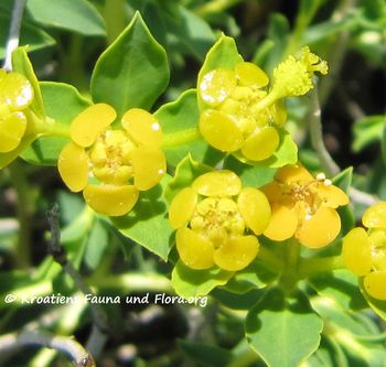 EupSpin Vir110417 47a.jpg