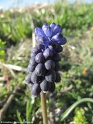 Verwechselte Traubenhyazinthe, crna presličica. Fundort: Vir 04/2013, Zierpflanze