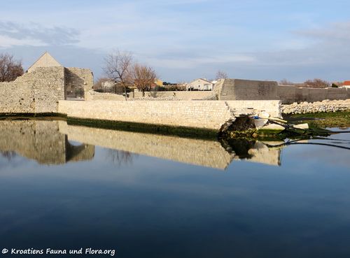 180127 10451 Gracija.jpg