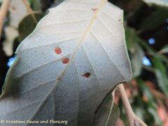 Aceria ilicis Canestrini, 1890 Zat 210928 2683.JPG