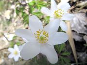 Anemone nemorosa Linné, 1753 - Busch-Windröschen, bijela šumarica. Fundort: Bayern - Steinberger See, Giftpflanze , Heilpflanze