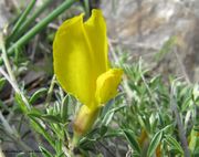 Argyrolobium zanonii (Turra) P.W. Ball, 1968 - Silberhülse, srebrnasta tila. Fundort: Pag 04/2013, Giftpflanze