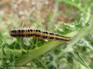 CalophOpa Vir 120608 1060.jpg