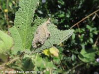 Carcharodus alceae Vir 230624 4089.JPG