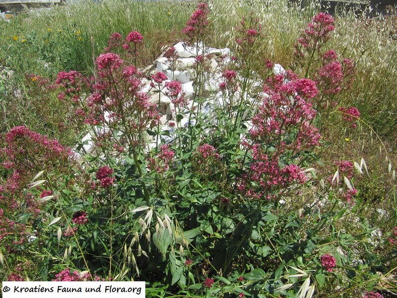 Datei:CentRub Vir Hab 130526 2466.jpg