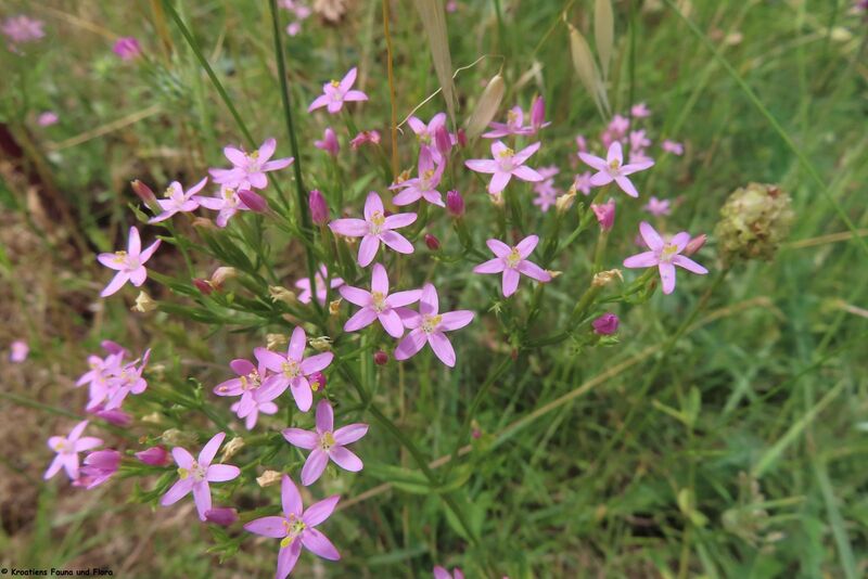 Datei:Centaurium erythraea Rafn, 1800 Vir 240531 8012 K.JPG