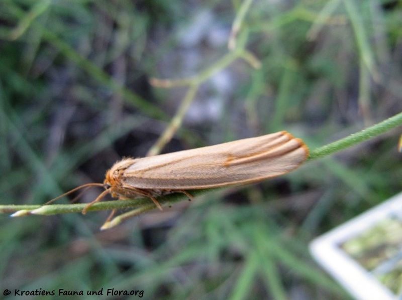 Datei:EilemaPygme 1847 Vir 130514 1735.jpg