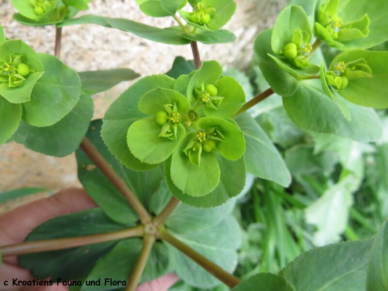 Datei:EuphoHeli Blü Zad 180318 11228.JPG