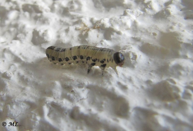 Datei:Neodiprion sertifer Geoffroy, 1785 Senj 140406 1659.jpg