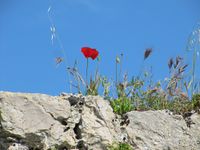 120525 576 Nin, Mohn auf Stadtmauer.jpg