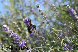 © Tanja Haider, 07/2019