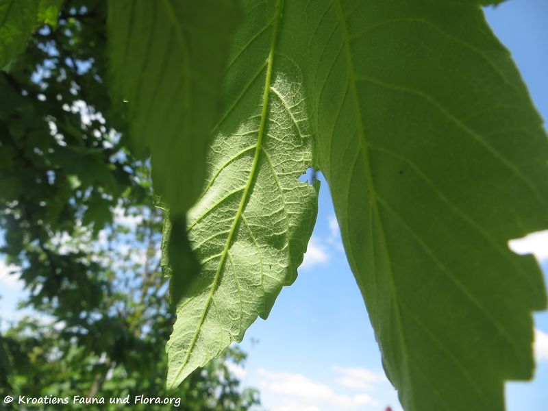Datei:Acer pseudoplatanus Linné, 1753 OdDrag 180427 12817.jpg