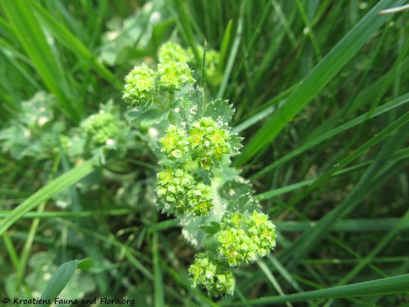 Datei:Alchemilla glaucescens Wallroth, 1840 Kulz 180501 13355.jpg