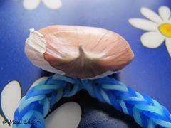 Zehe mit rosa Trennhaut, Markt in Benkovac 09/2015