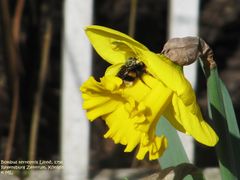 Junge Königin auf Narzisse, 03/2012
