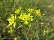 Bupleurum veronense Turra, 1780 - Verona-Hasenohr, osjavi zvinčac. Fundort: Vir 06/2013