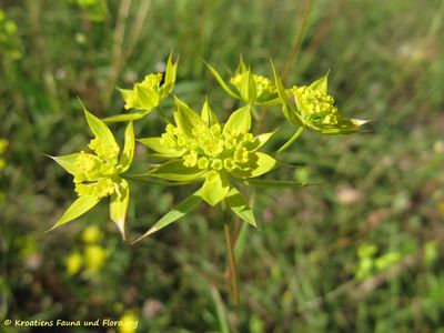 BupVer Vir 130614 2669.jpg