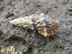 Adultus, Vir 01/2014