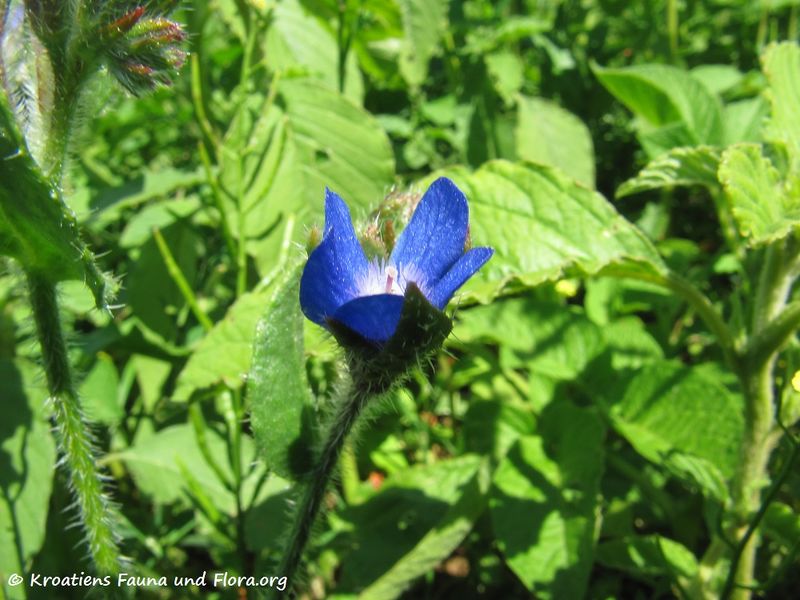 Datei:Anchusa officinalis Linné, 1753 Vir 130612 2652.jpg