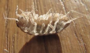 Tracheen mit Luftfüllung, Vir 11/2012