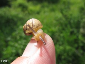 Cant ape Bak 120504 60 k.jpg