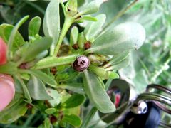 Nymphe auf Portulaca oleracea Linné, 1753, Nin 10/2015