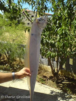 Cepola Dario Grošinić txt.jpg