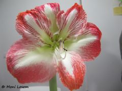 Blüte, Pfaffenhofen an der Ilm 11/2012