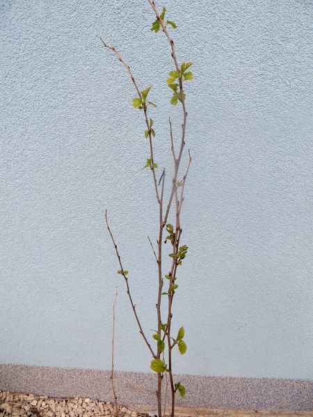 Datei:Morus alba Linné, 1758 Vir 180411 11909.jpg