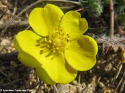 Potentilla heptaphylla subsp. australis (Krašan) Gams, 1922 – Südliches Fingerkraut, južni petoprst, Sabunike 03/2016