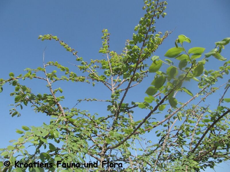 Datei:UlmMin Stamm Krš 140425 2540.JPG