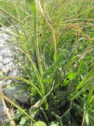 Stängel, Vir 05/2012