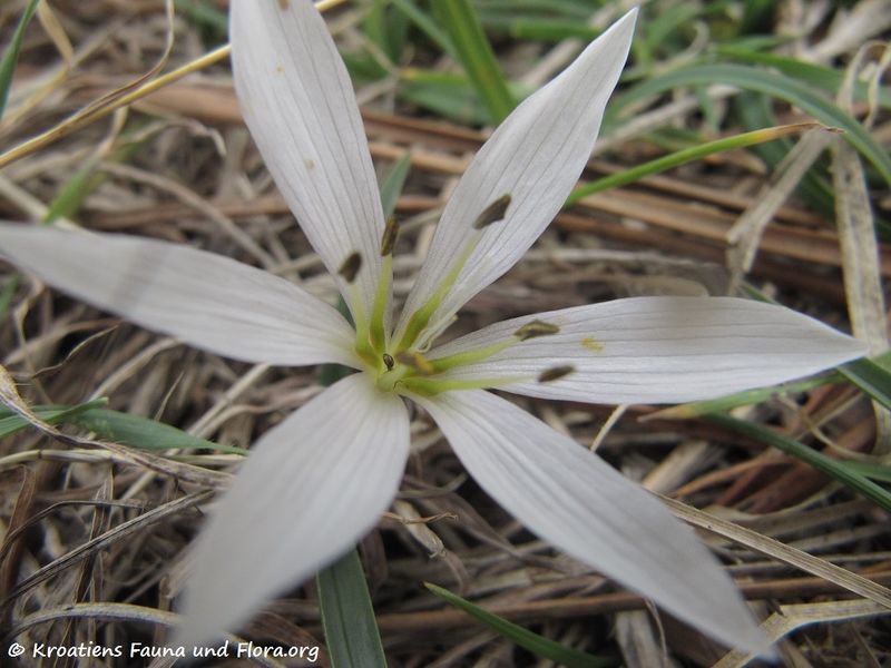 Datei:Colchicum cupanii Gussone, 1827 Vir 140101 0005.jpg