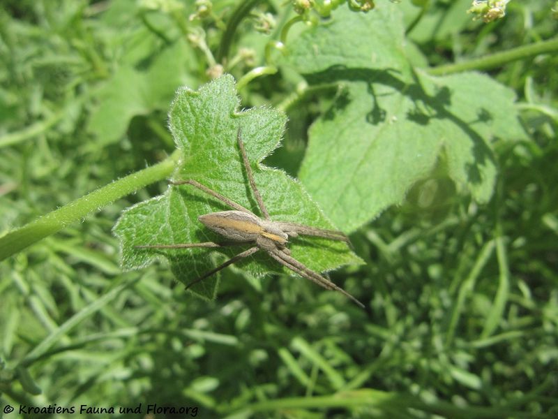 Datei:Pisaura mirabilis Clerck, 1757 2 Krš 140425 2522.jpg