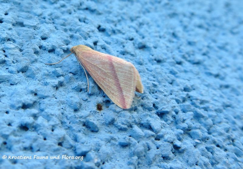 Datei:Rhodometra sacraria Linné, 1767 Vir 191019 1926.jpg