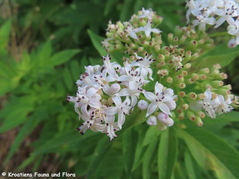 Datei:Sambucus ebulus Linné, 1753 Vrana 230728 4293.JPG