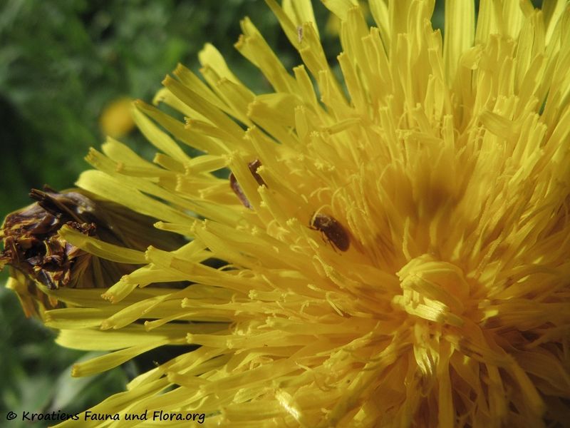 Datei:Taraxacum officinale Weber in Wiggers, 1780 Deut 170515 7714.jpg