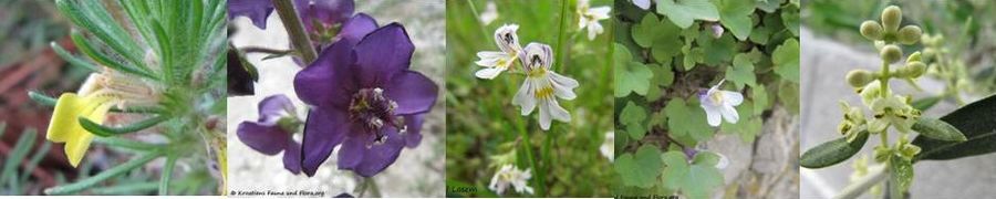 000Bild Lamiales 2.jpg