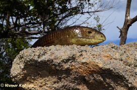 Otok Pag 09/2019, © Werner Kalopp