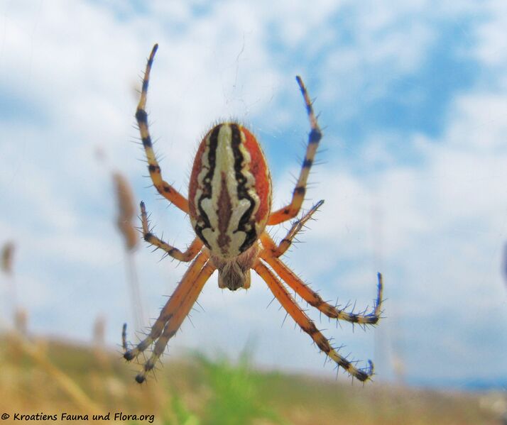 Datei:Aculepeira armida Audouin, 1826 Vid 140620 4120 dk.jpg