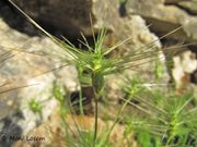 Aegilops geniculata Roth, 1787 - Eyförmiger Walch, mala ostika. Fundort: Otok Vir 05/2012, Essbare Pflanze, Zierpflanze