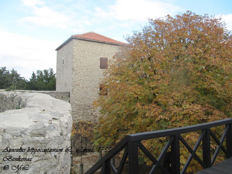 Datei:Aesculus hippocastanum L. Linné, 1753 131118 6055 Benkovac,.jpg