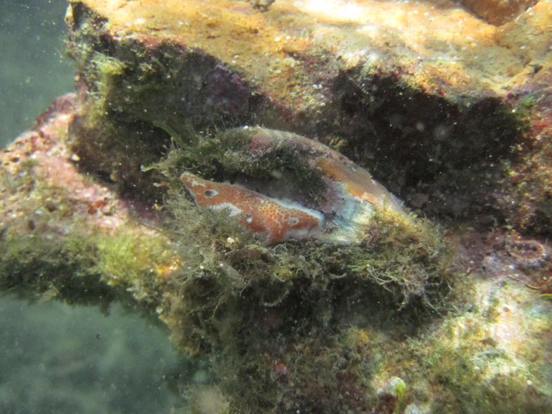 Datei:Arc no Vir 140815 5356.jpg