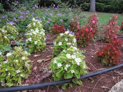 Habitus, Nin 10/2015