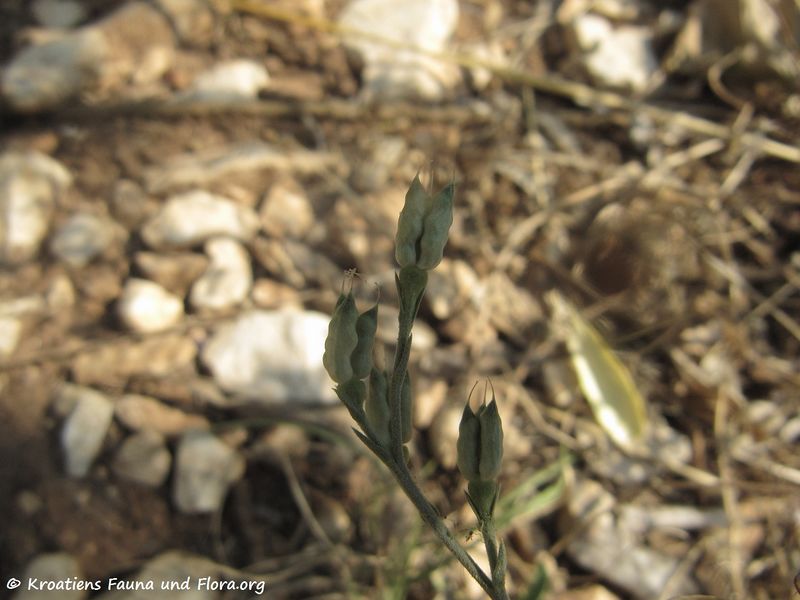Datei:Delphinium peregrinum Linné, 1753 Pako 170814 9228.jpg