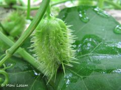 Frucht, Bokanjac 10/2015