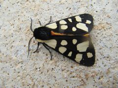 ♂ dorsal , die geschwungenen Fühler mit ihren Seitenästen sind typisch, Vir 04/2014