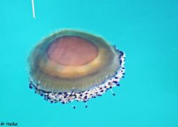 © Heike, Murter 08/2019