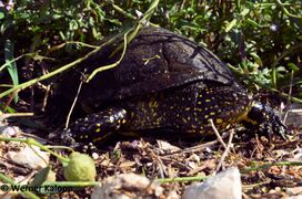 190926 Vir Schildi schwarz 2.jpg